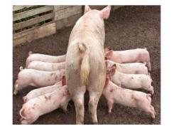 Targets for weaned piglet feed intake