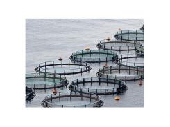 Scientists Develop Aquaculture Industry Sustainability Index