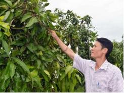 ĐBSCL: Xoài Tết mất mùa, giá cả “nhảy múa”