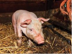 6 major piglet diarrhea causes and their management