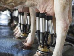 Climate change increasing heat stress in dairy cows
