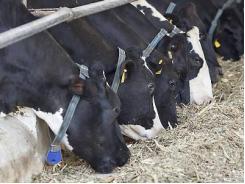 Total mixed ration system for dairy cows: benefits, drawbacks