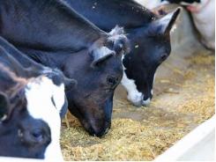 EU dairy industry milk crisis impacting feed production