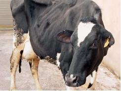 Cow Health: Ketosis in the cow