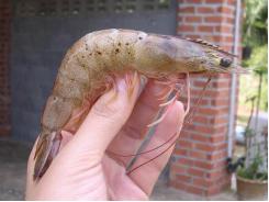 Disease Prevention in Shrimp Farming