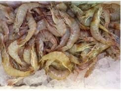 XTRACT® Shrimp improves performance and resistance to disease in Pacific white shrimps