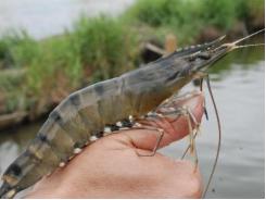 Organic Acids Enhance Tiger Shrimp Resistance to Vibrio Harveyi