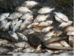 Hanoi announces causes of mass fish deaths after months of investigation