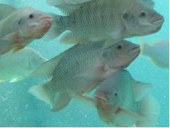 Hawaii-based Fish 2.0 awardee tripling tilapia growing capacity