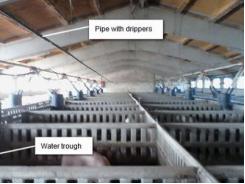 How to avoid the pigs from lying beside the drinking troughs during the hot season?