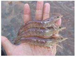 Marine Shrimp Biofloc Systems: Basic Management Practices