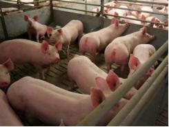 Does group size have an impact on welfare indicators in fattening pigs?
