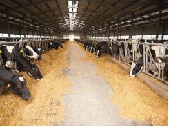 Benefits of fiber-degrading enzymes in dairy cow diets