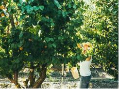 Our essential guide to pruning fruit trees