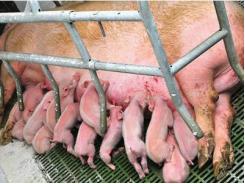 12 tips for feeding hyperprolific lactating sows