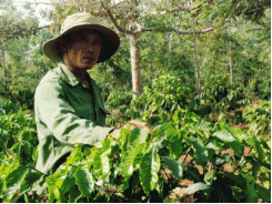 Các “đại gia” cà phê rang xay đầu tư mạnh vào Việt Nam