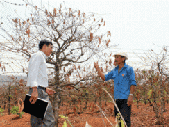 Người trồng cà phê tiếp tục “nuốt đắng”