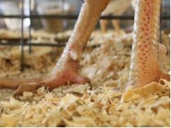 Broiler wet litter solutions through feed formulation