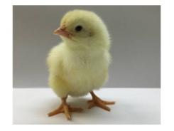Overheating in incubation and its impact on broiler performance