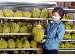 Vietnam’s fruit production grows yet imports still necessary