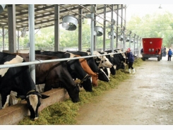 Chế độ dinh dưỡng nâng cao năng suất chăn nuôi bò sữa
