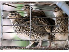 Kỹ thuật nuôi và cách chăm sóc chim Cút lợi nhuận cao