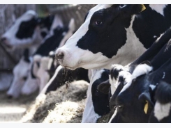 Tips for reducing personal injury on dairy farms