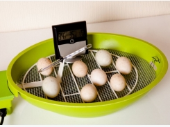 How to Incubate Chicken Eggs