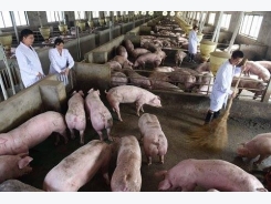 Trung Quốc chuyển mạnh nuôi lợn quy mô lớn