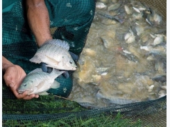 Boost for carp and tilapia breeders
