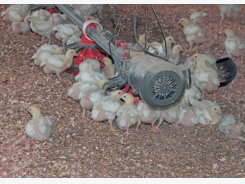 How to succeed with small-scale chicken farming