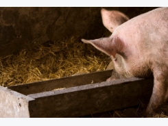 Bromelain supplement boosts gut health in sows and piglet growth