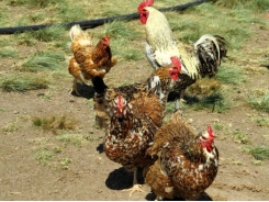Farming chickens ethically and profitably