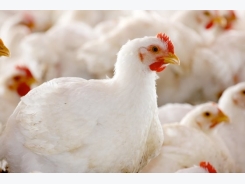 Bảo vệ hiệu suất gà thịt với HMTBa methionine