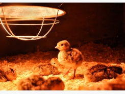 How to Build a Brooder