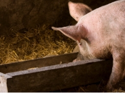 Sugar beets may offer feed alternative, boost young pigs' gut health