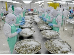 Switzerland imports over 50% shrimp from Vietnam