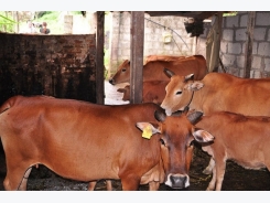 Kỹ thuật nuôi bò thịt cho năng suất cao, thu lãi tiền tỷ