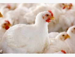 Protect broiler performance with HMTBa methionine