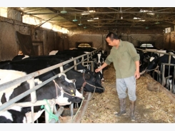 Thu tiền triệu mỗi ngày từ chăn nuôi bò sữa