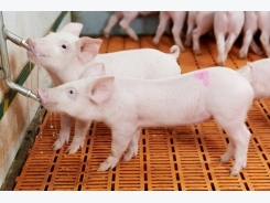 Antibiotic reduction in animal production