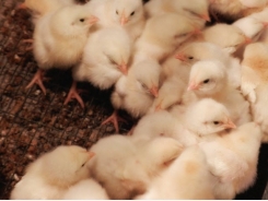 What role does feed form, particle size play in broiler feed?