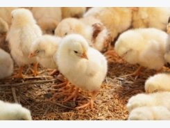 Cytidine and uridine may boost chicken performance, gut health