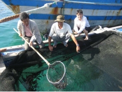 Quảng Ngãi: Nhân rộng mô hình nuôi cá mú trong lồng
