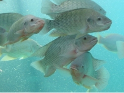 What does heat stress mean for tilapia’s copper needs?