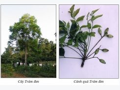 Kỹ thuật trồng và chăm sóc cây trám đen