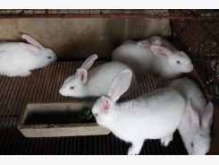 Kỹ thuật nuôi thỏ thịt tại nhà cải thiện kinh tế gia đình