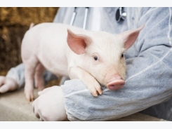 Antioxidants and yeast may have a role to play in lowering stress for pigs