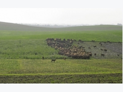 Improved soil health through high-density grazing – Part 1