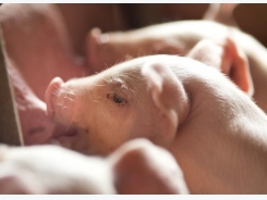EU: Stepwise tactics proposed to limit copper in piglet feed